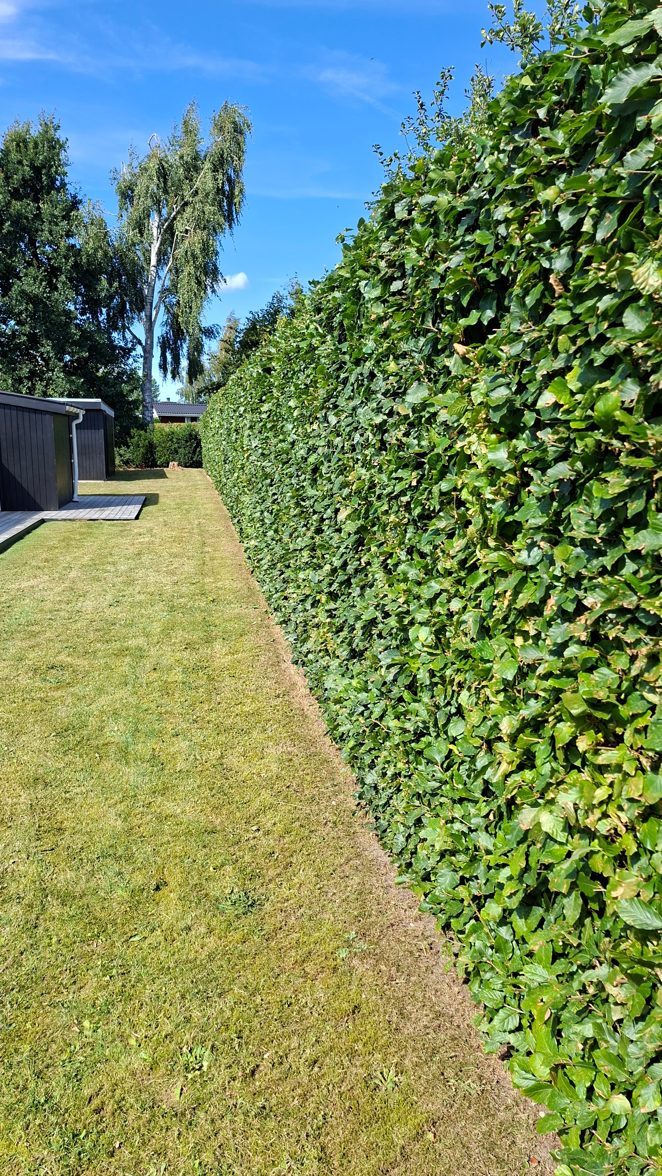 Bøgehæk efter